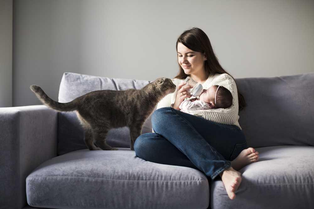 Cuma Mitos, Bukan Kucing yang Membuat Wanita Susah Hamil!